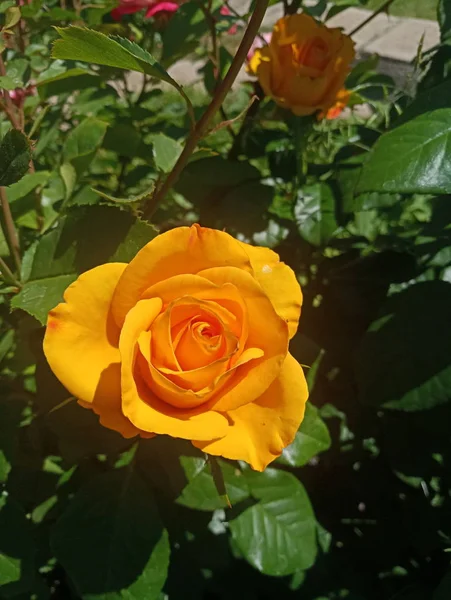 Beautiful Yellow Rose Sun — Stock Photo, Image