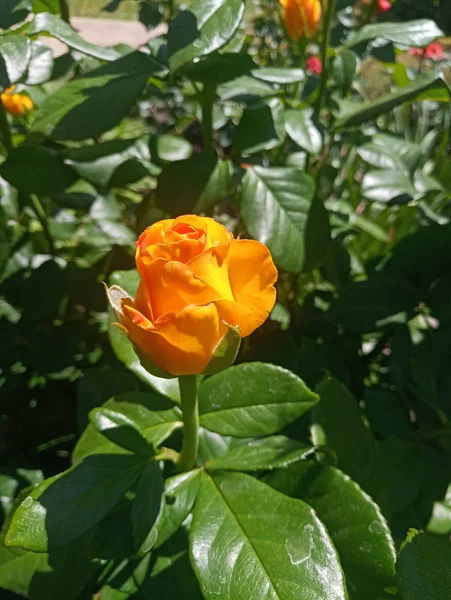 Rosa Amarela Bonita Sol — Fotografia de Stock