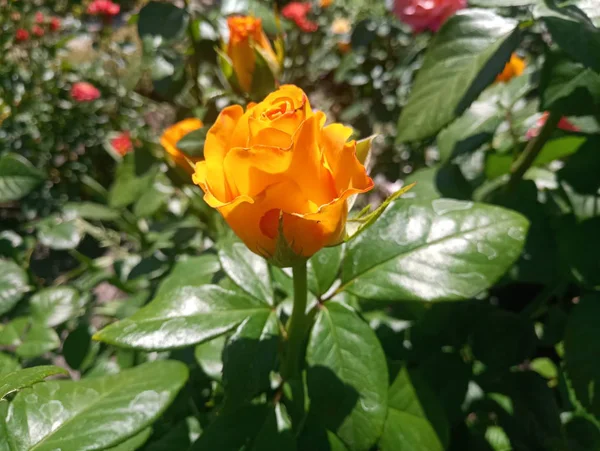 Hermosa Rosa Amarilla Sol —  Fotos de Stock