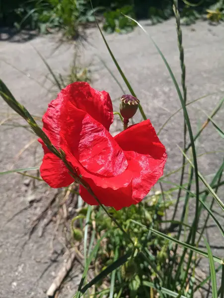 草の中の明るい赤いケシ — ストック写真