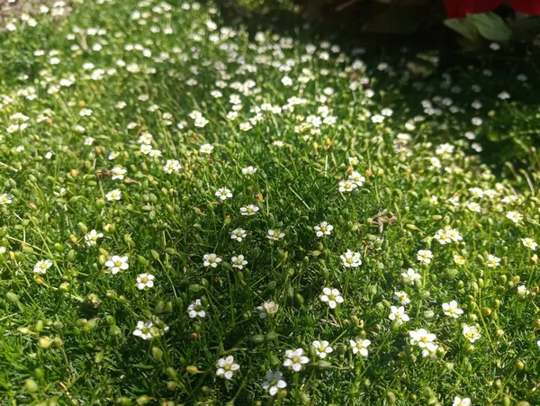 Petites Fleurs Blanches Mignonnes Sur Herbe Verte — Photo