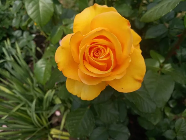 Hermosa Rosa Amarilla Sol —  Fotos de Stock