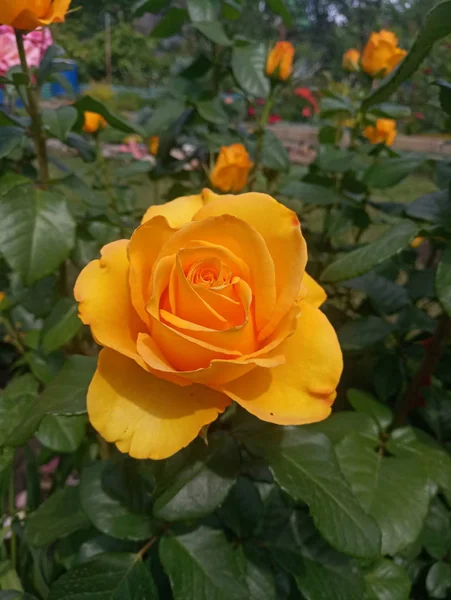 Nap Gyönyörű Sárga Rózsa — Stock Fotó