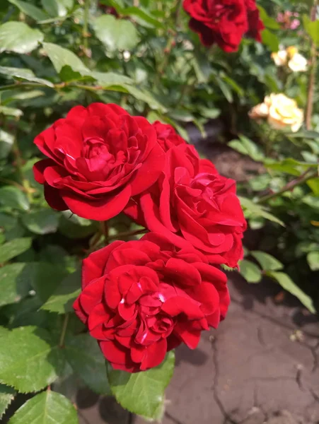 Red Beautiful Rose Flowerbed — Stock Photo, Image