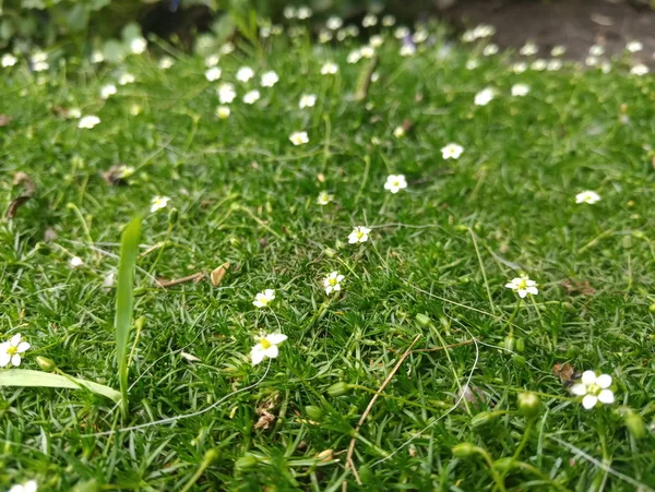 Pequeñas Flores Lindas Blancas Sobre Hierba Verde — Foto de Stock