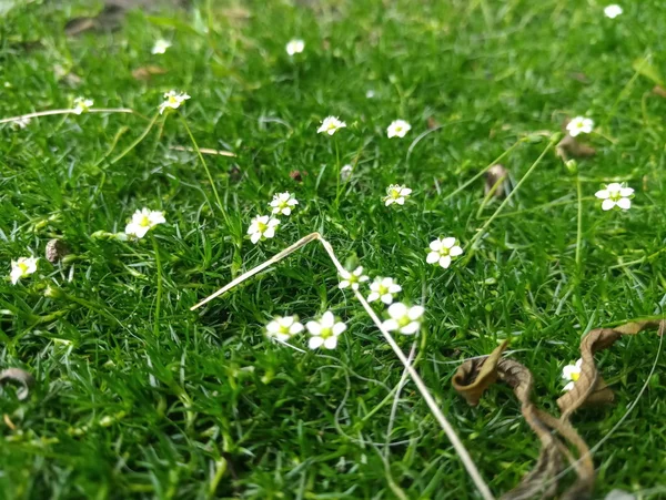 Белые Маленькие Симпатичные Цветы Зеленой Траве — стоковое фото