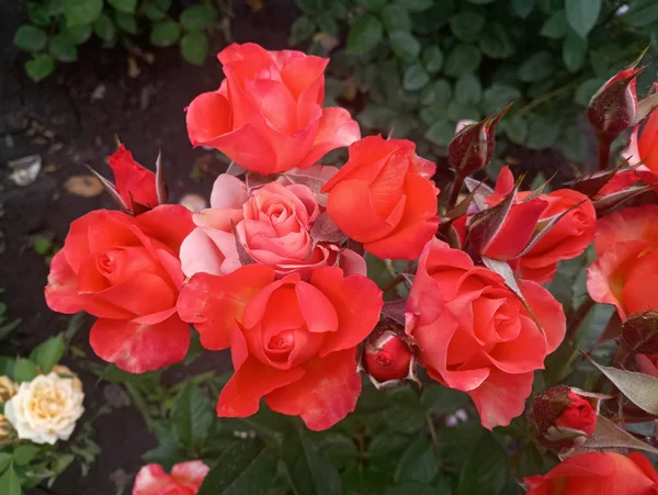 Bela Rosa Terracota Escarlate Cor — Fotografia de Stock