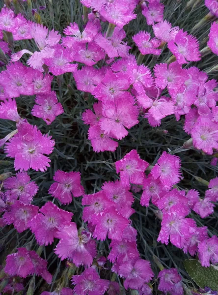 Фиолетовые Нежные Цветочки — стоковое фото