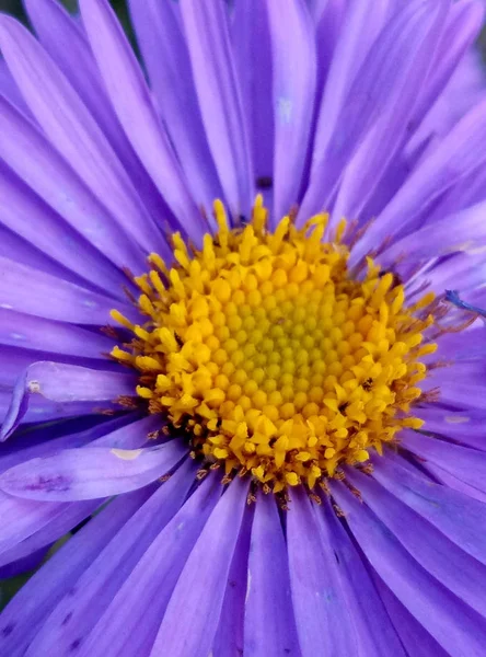 Hermosa Flor Violeta Primer Plano — Foto de Stock