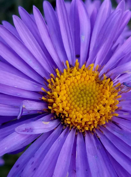 Bela Flor Violeta Close — Fotografia de Stock