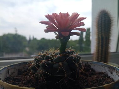 Kırmızı renk güzel kaktüs çiçeği