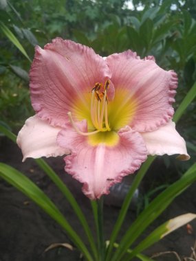 yavaşça pembe lily çiçek