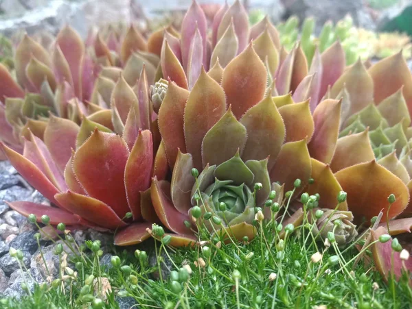 Verde Rojo Joven Sobre Una Piedra Con Hierba Verde — Foto de Stock