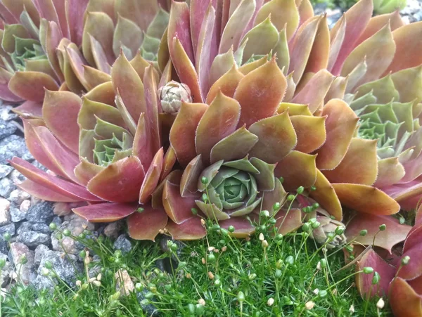 Verde Rojo Joven Sobre Una Piedra Con Hierba Verde —  Fotos de Stock