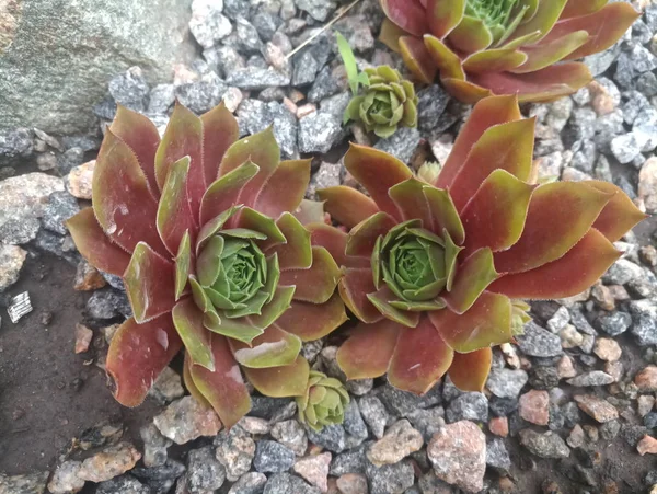 Verde Vermelho Jovem Uma Pedra Com Grama Verde — Fotografia de Stock