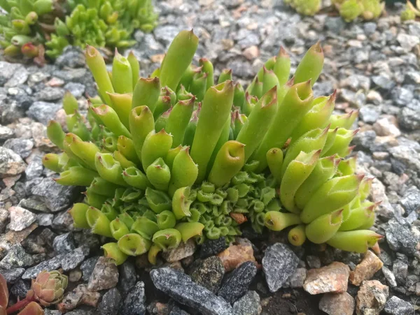 Bir Küçük Yeşil Çalı Çiçek Üzerinde Gri Çakıl — Stok fotoğraf