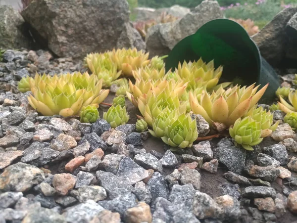 Verde Vermelho Jovem Uma Pedra Com Grama Verde — Fotografia de Stock