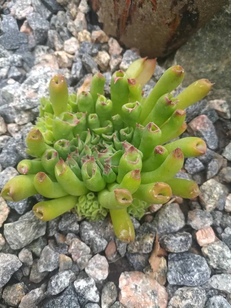 灰色の砂利の上に花の小さな緑のブッシュ — ストック写真