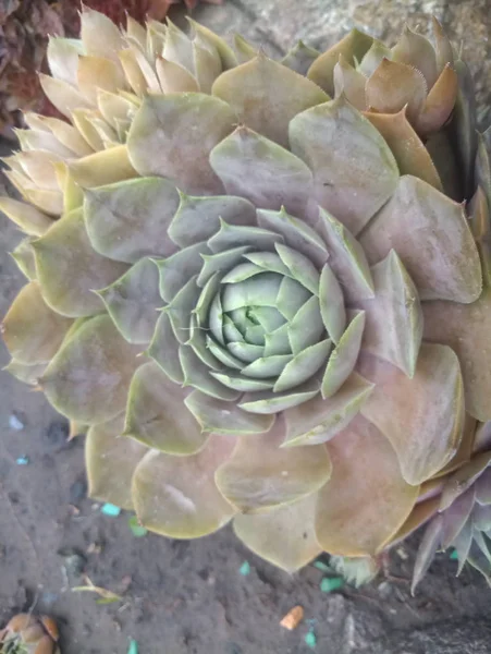 Verde Rojo Joven Sobre Una Piedra Con Hierba Verde — Foto de Stock