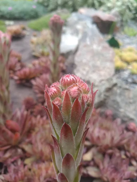 Verde Rojo Joven Sobre Una Piedra Con Hierba Verde —  Fotos de Stock