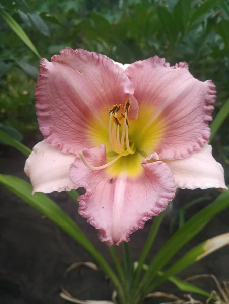 gently pink lily flower