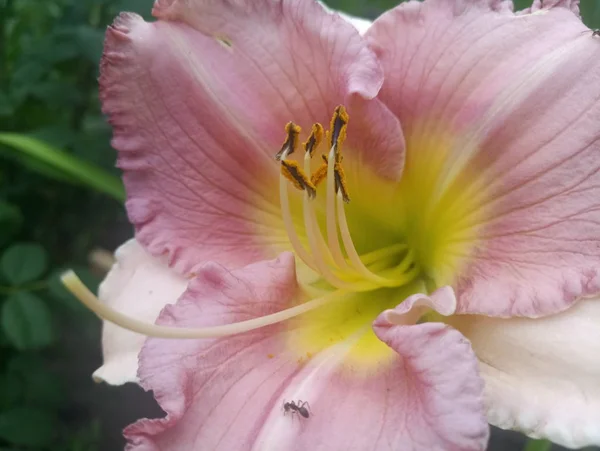 gently pink lily flower