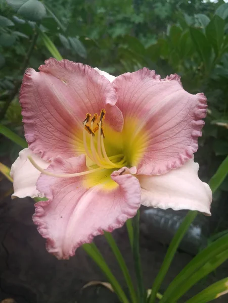 gently pink lily flower