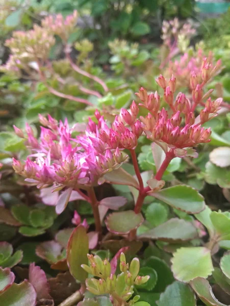 small beautiful flowers of purple