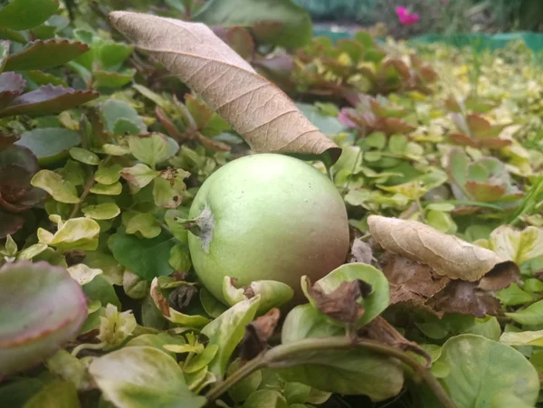 green apple on the grass