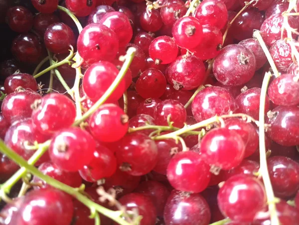 Belles Baies Groseille Rouge — Photo