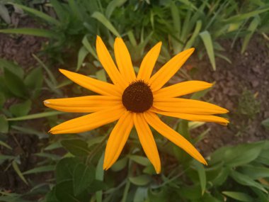 parlak turuncu çiçekler Ekinezya