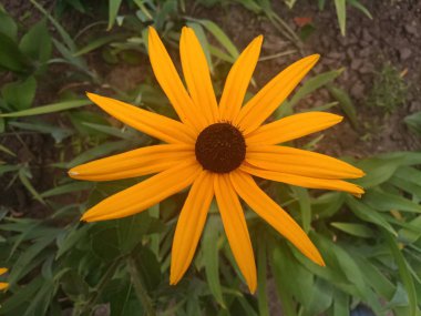 parlak turuncu çiçekler Ekinezya