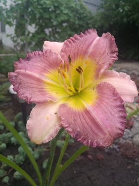 Güzel pembe zambak çiçeği