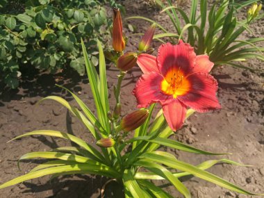 kırmızı bir zambak güzel çiçek