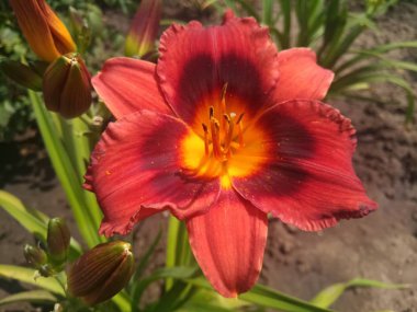 kırmızı bir zambak güzel çiçek