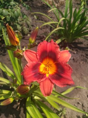 kırmızı bir zambak güzel çiçek