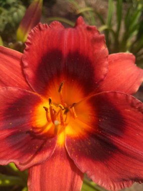 kırmızı bir zambak güzel çiçek