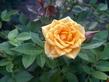 Narin sarı güzel gül