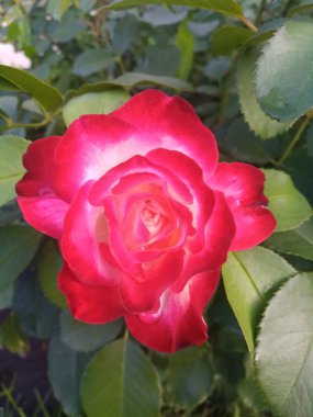 beyaz ve kırmızı güzel gül bir Bush