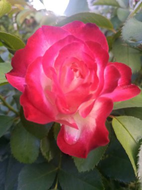 beyaz ve kırmızı güzel gül bir Bush