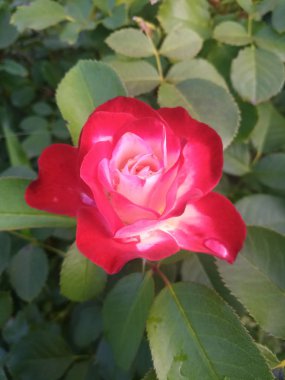 beyaz ve kırmızı güzel gül bir Bush