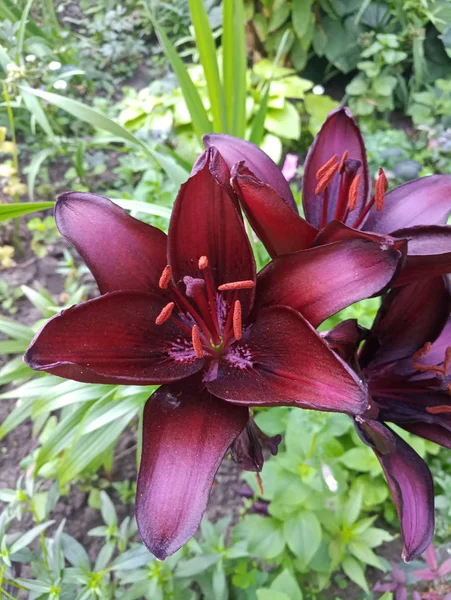 Bardow Güzel Lilia Çiçek — Stok fotoğraf