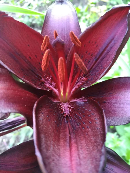 Bardow Piękny Kwiat Lilia — Zdjęcie stockowe