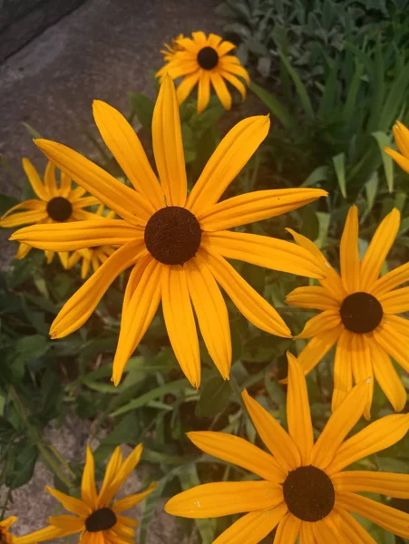 parlak turuncu çiçekler Ekinezya