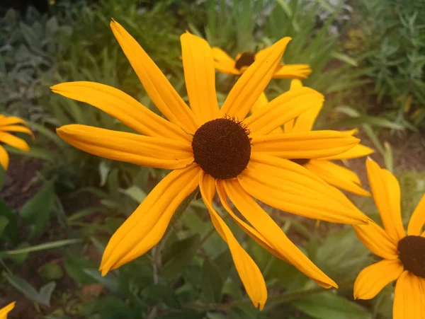 parlak turuncu çiçekler Ekinezya