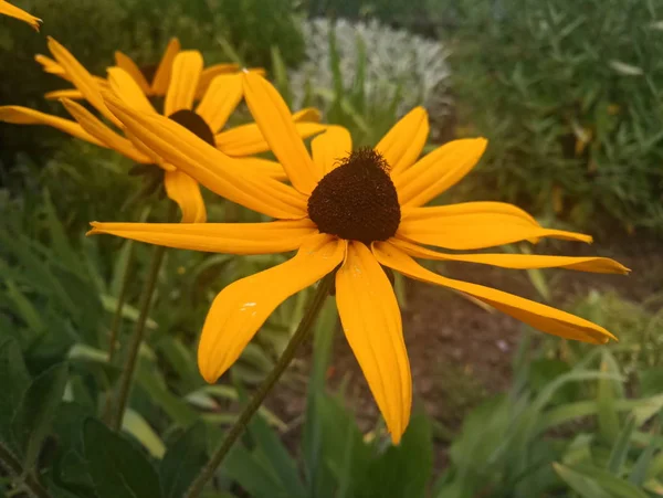 parlak turuncu çiçekler Ekinezya