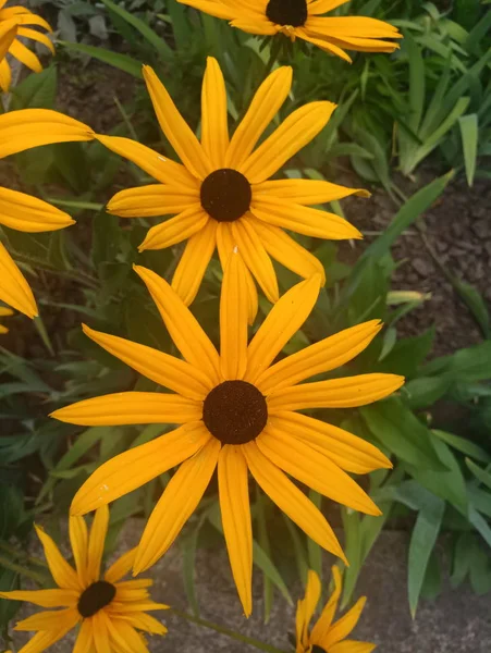 parlak turuncu çiçekler Ekinezya