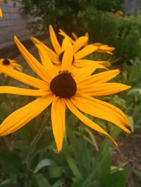 parlak turuncu çiçekler Ekinezya