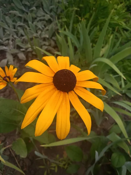 parlak turuncu çiçekler Ekinezya