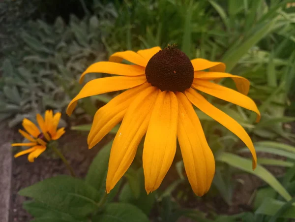 parlak turuncu çiçekler Ekinezya